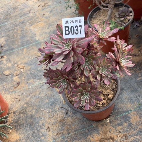 037紫霞不包断枝