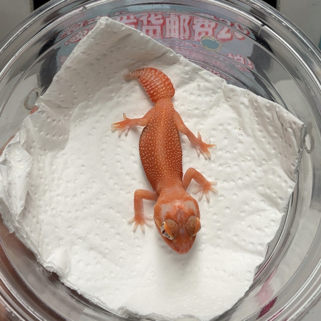 瘤尾守宫白化无纹妹妹