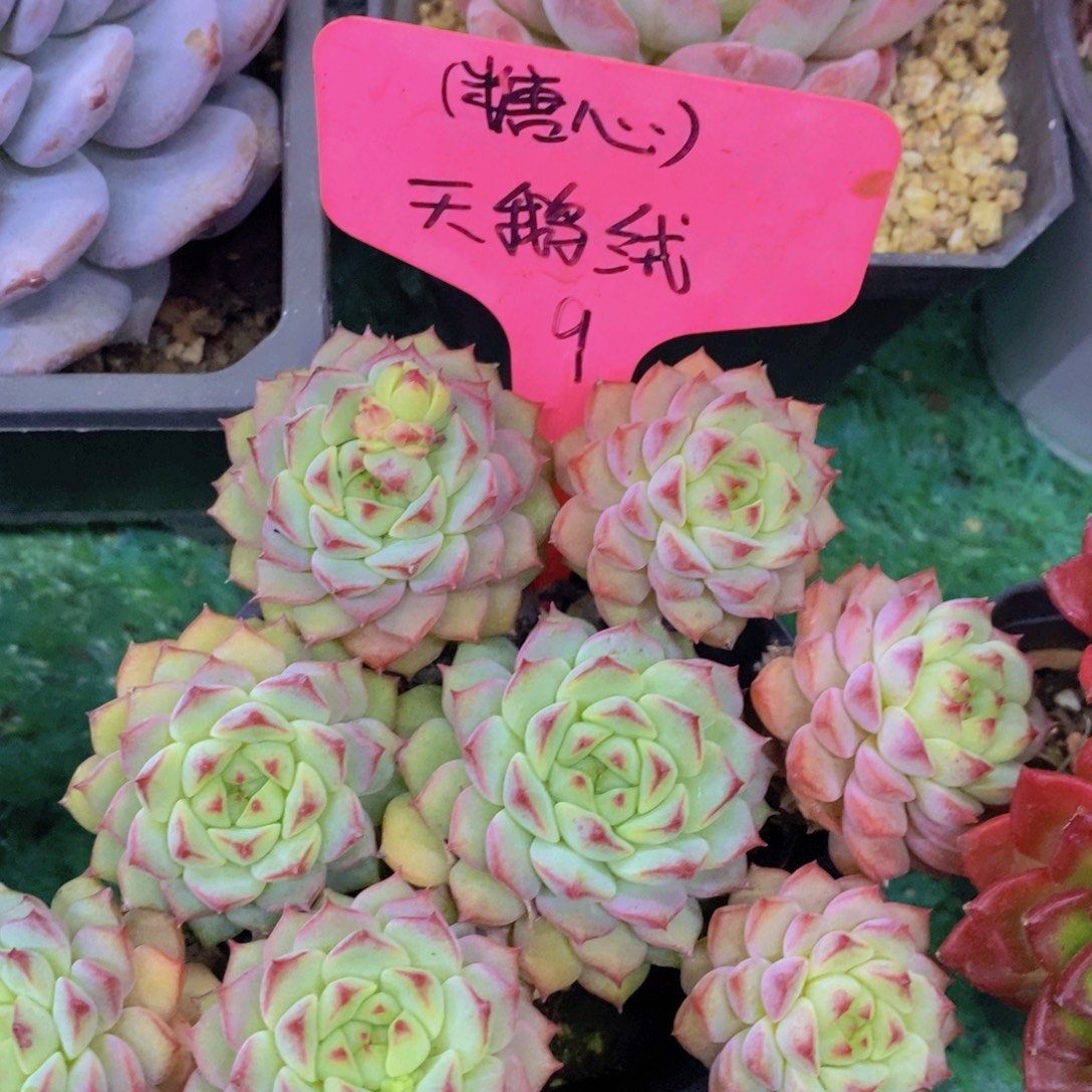 多肉植物，一物一拍，第5场