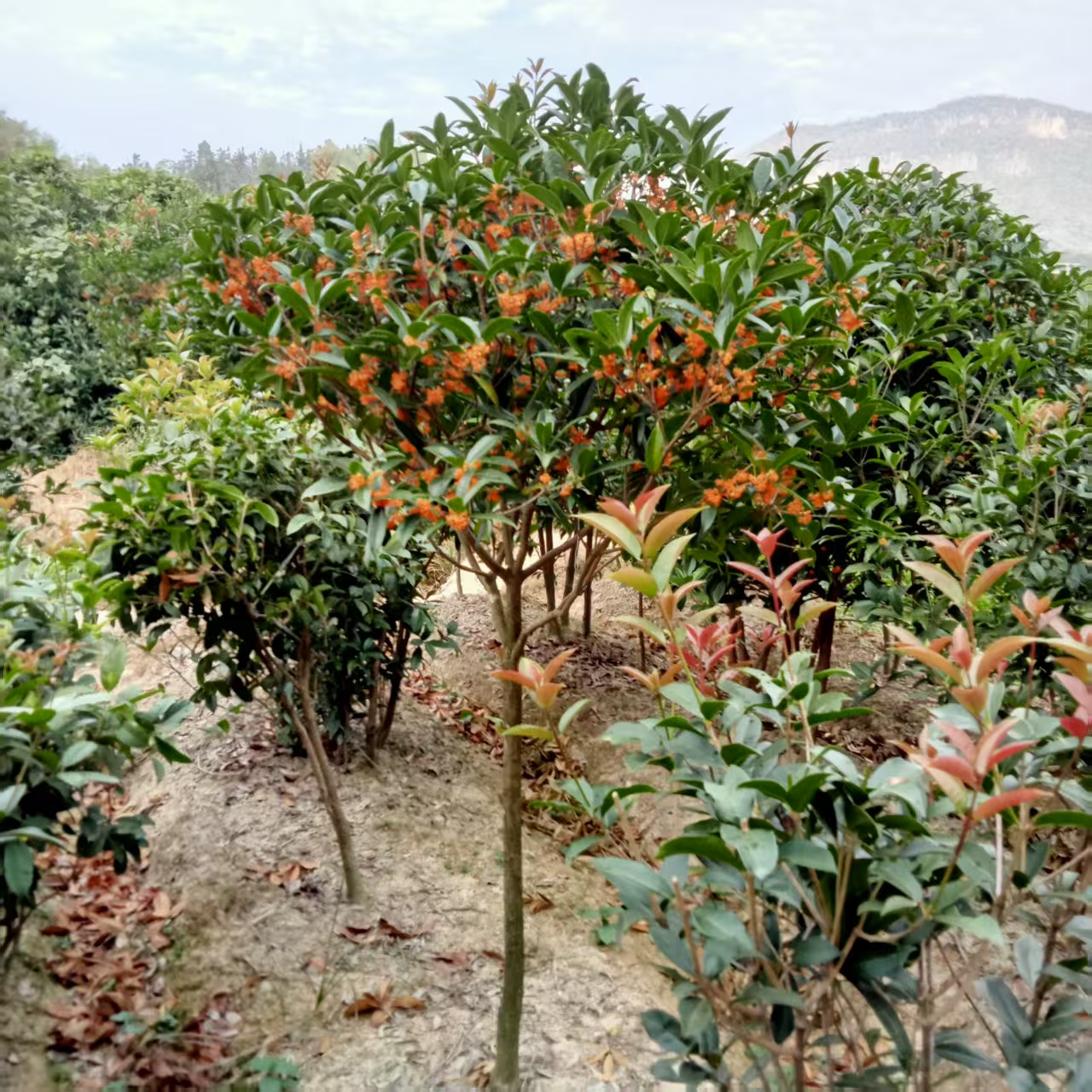 4公分丹桂香水柠檬树蚂蝗石楠花、农户直销