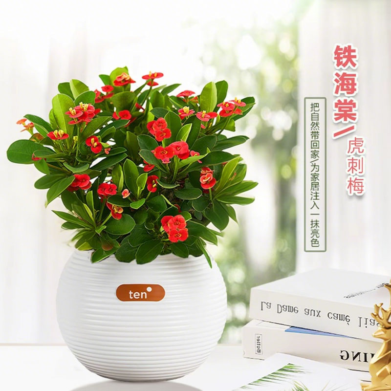 【铁海棠带花发货】四季种植开花植物盆栽虎刺梅室内外种植盆栽