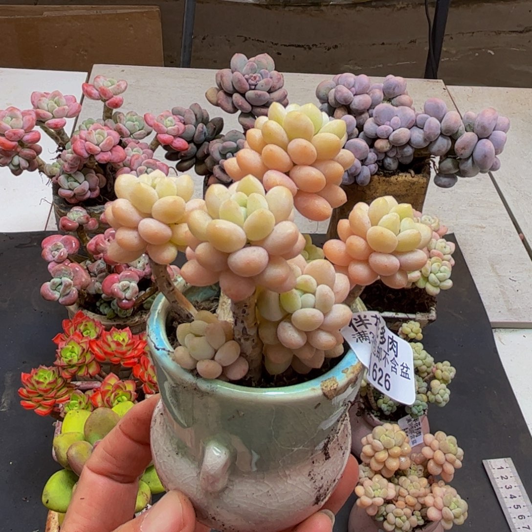 626/7cm洛可可多肉植物