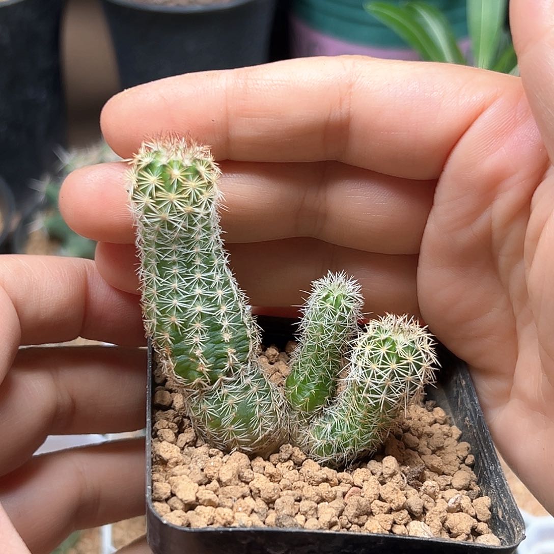 无花朵Kp种源实生青花虾一颗