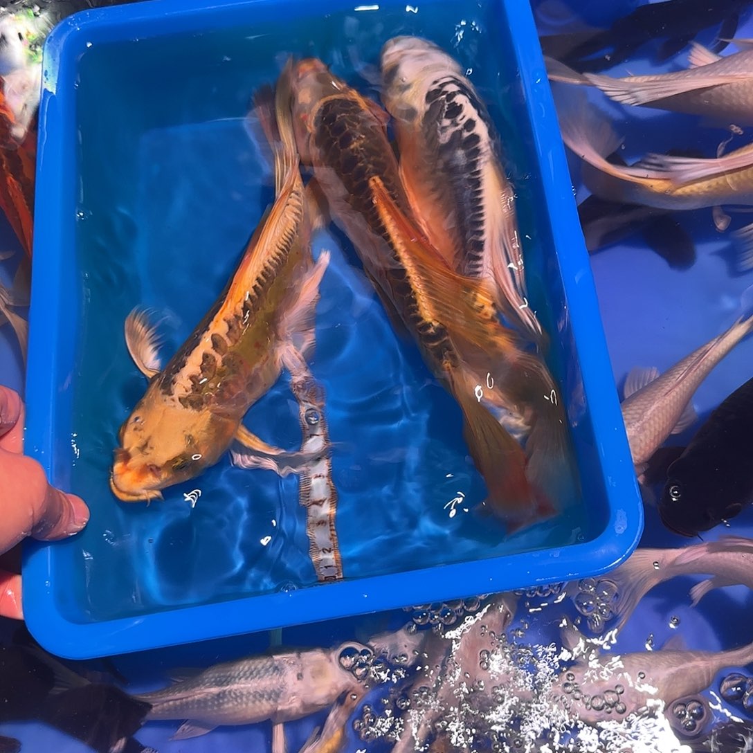 蝴蝶鲤鱼精品蝴蝶鲤