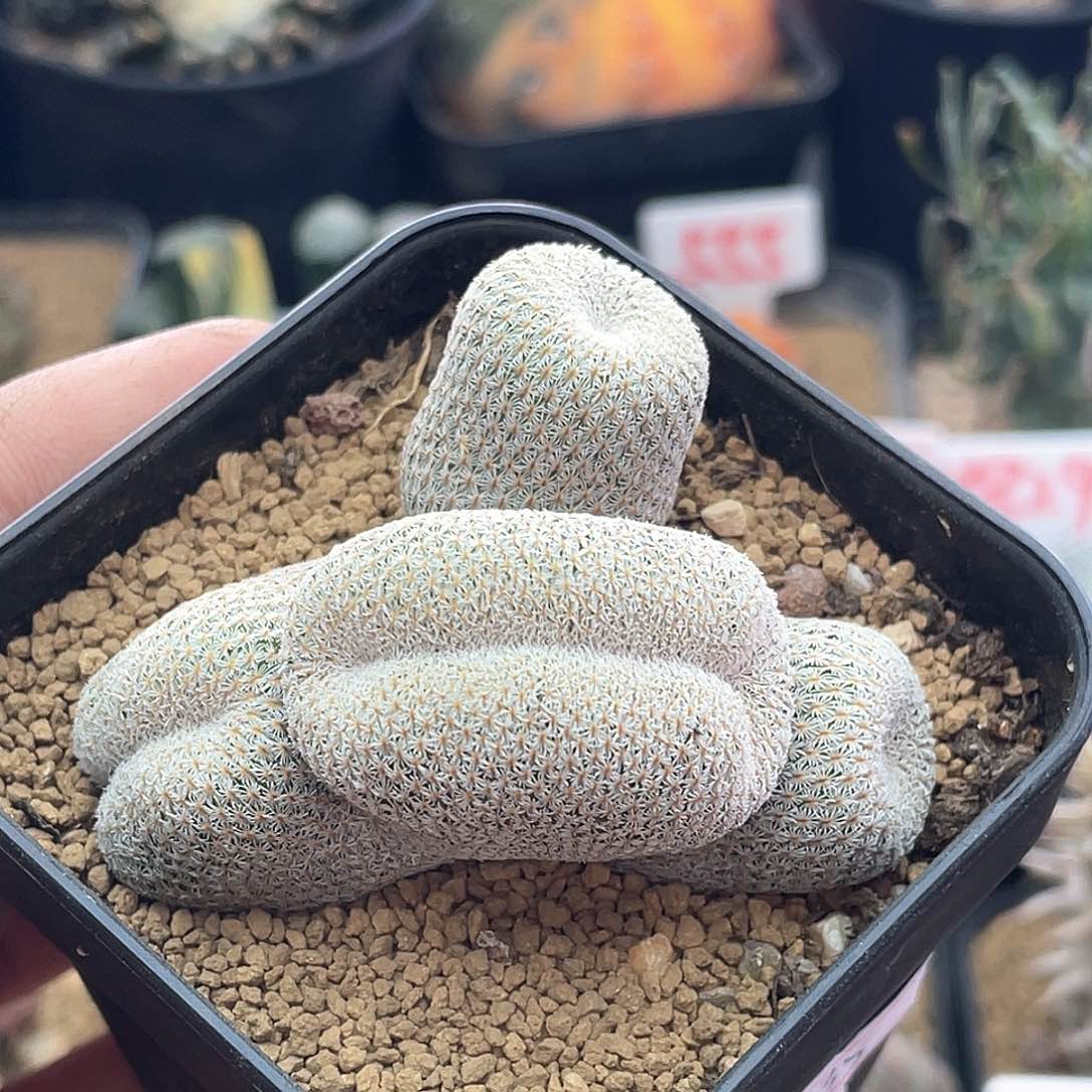 月世界肠缀仙人球多肉