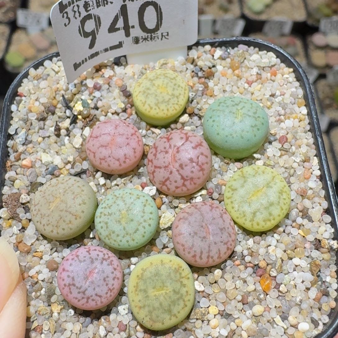 Sssss精品生石花940