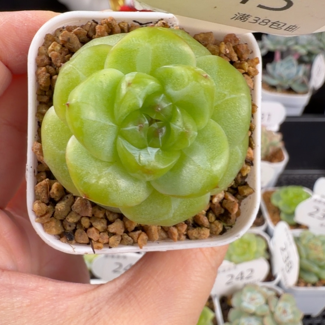 孤品单头珍妮243号