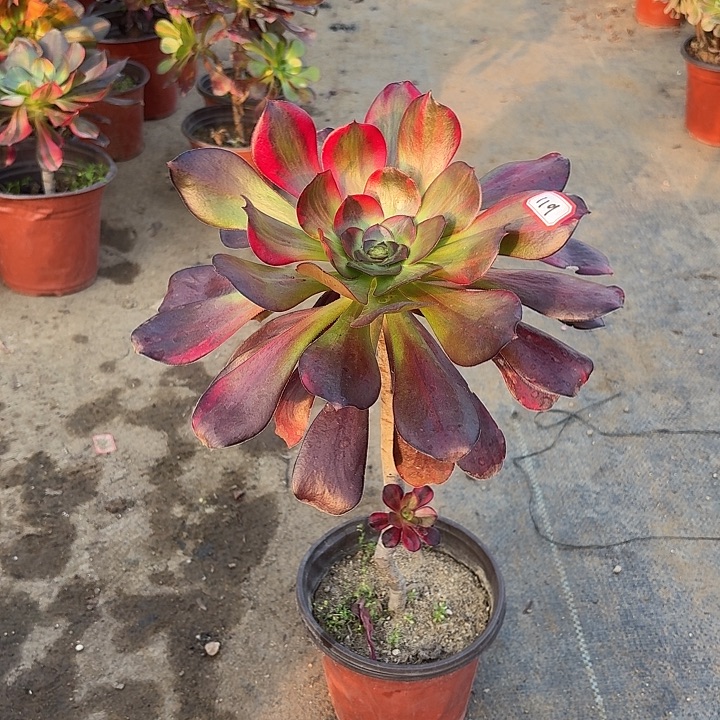 巫毒七彩妖桩119多肉植物