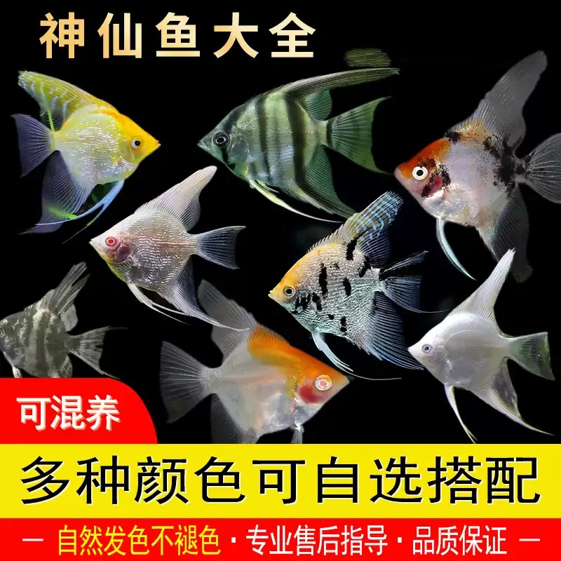 神仙鱼燕鱼苗观赏鱼七彩神仙热带秘鲁活鱼小型淡水好养宠物燕子鱼
