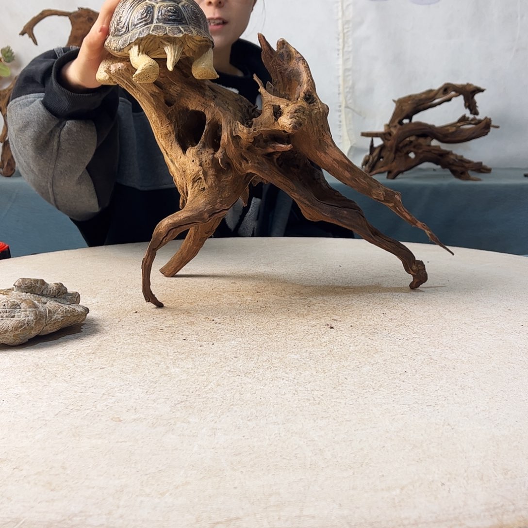 沉木造景爬宠造景