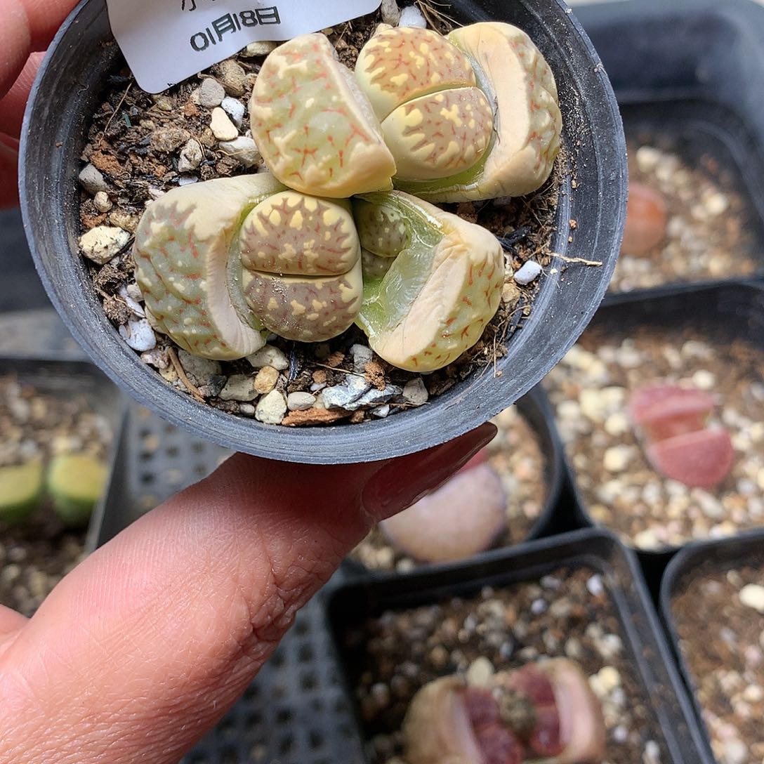 C778多肉植物保护研究所