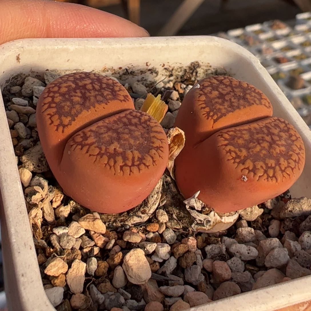 多肉植物百科365