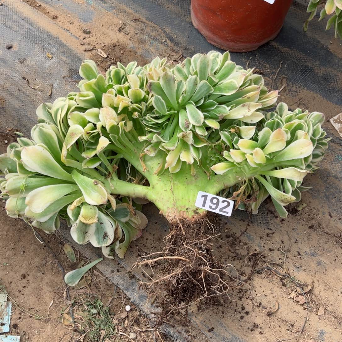 192绿豆沙缀化多肉植物