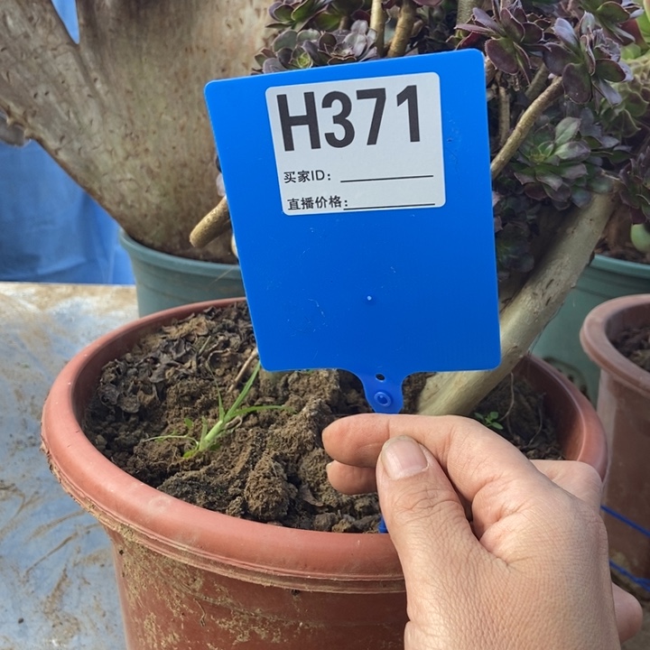 紫***香H371黑豆法师缀化
