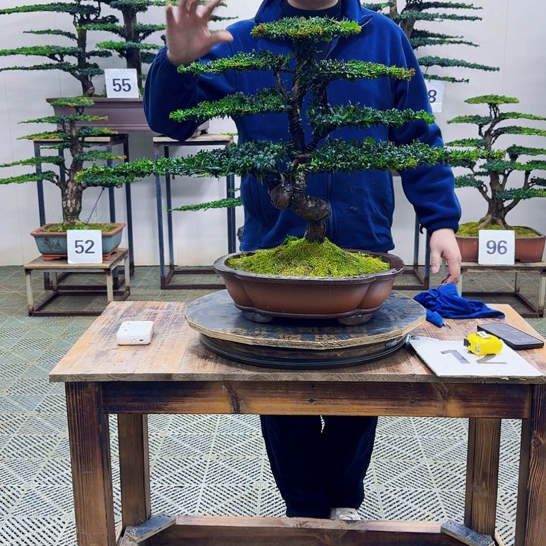 无花朵珍珠红芽罗汉松造型盆景