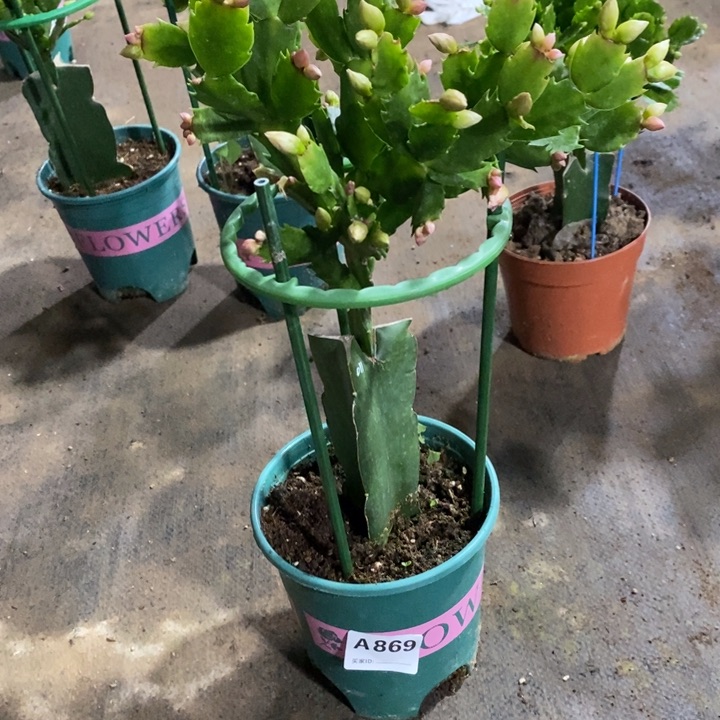 当前无花栽培后可以开花天**典869嫁接黄重