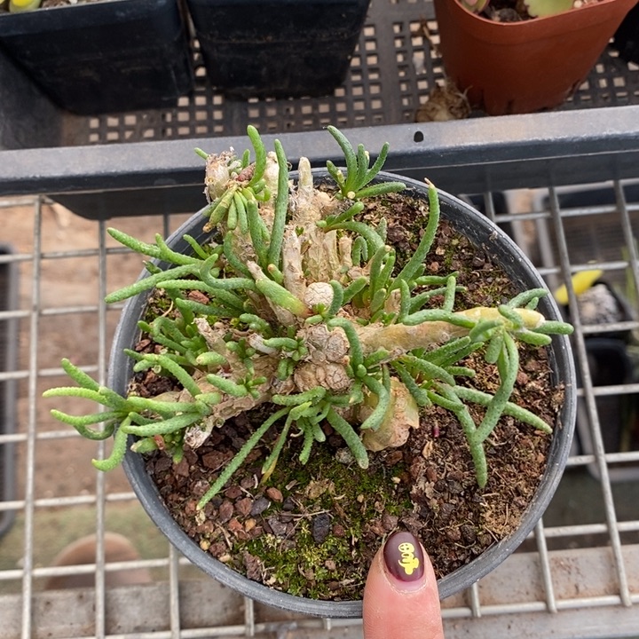 伯克利和他的朋友们在