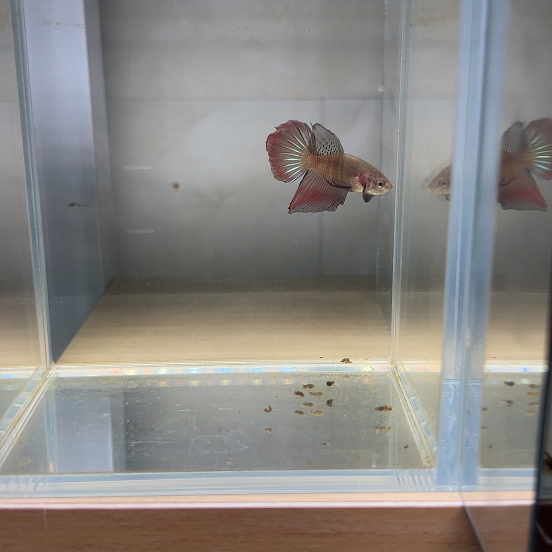 海水鱼泰国斗鱼原斗17号