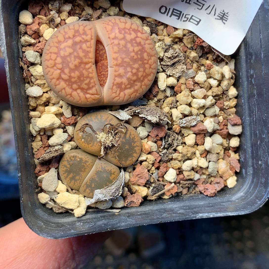 木*之C92多肉植物保护研究所