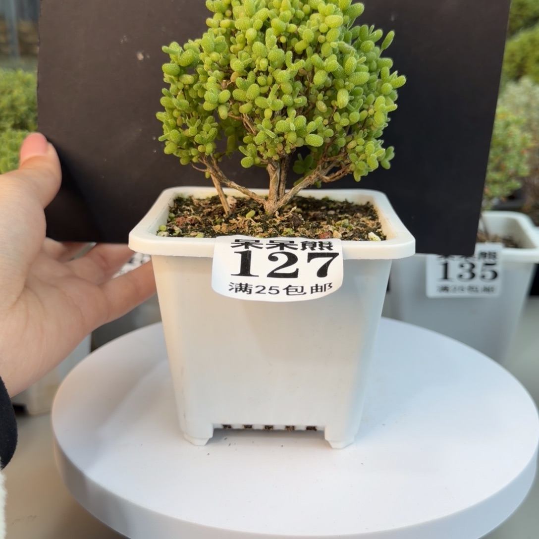 闪电购花卉园艺127