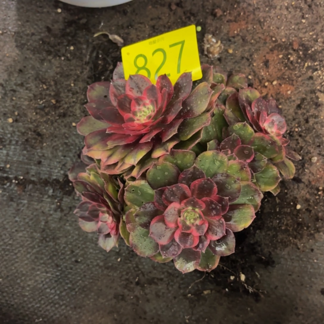 哈哈多肉葡萄福利826