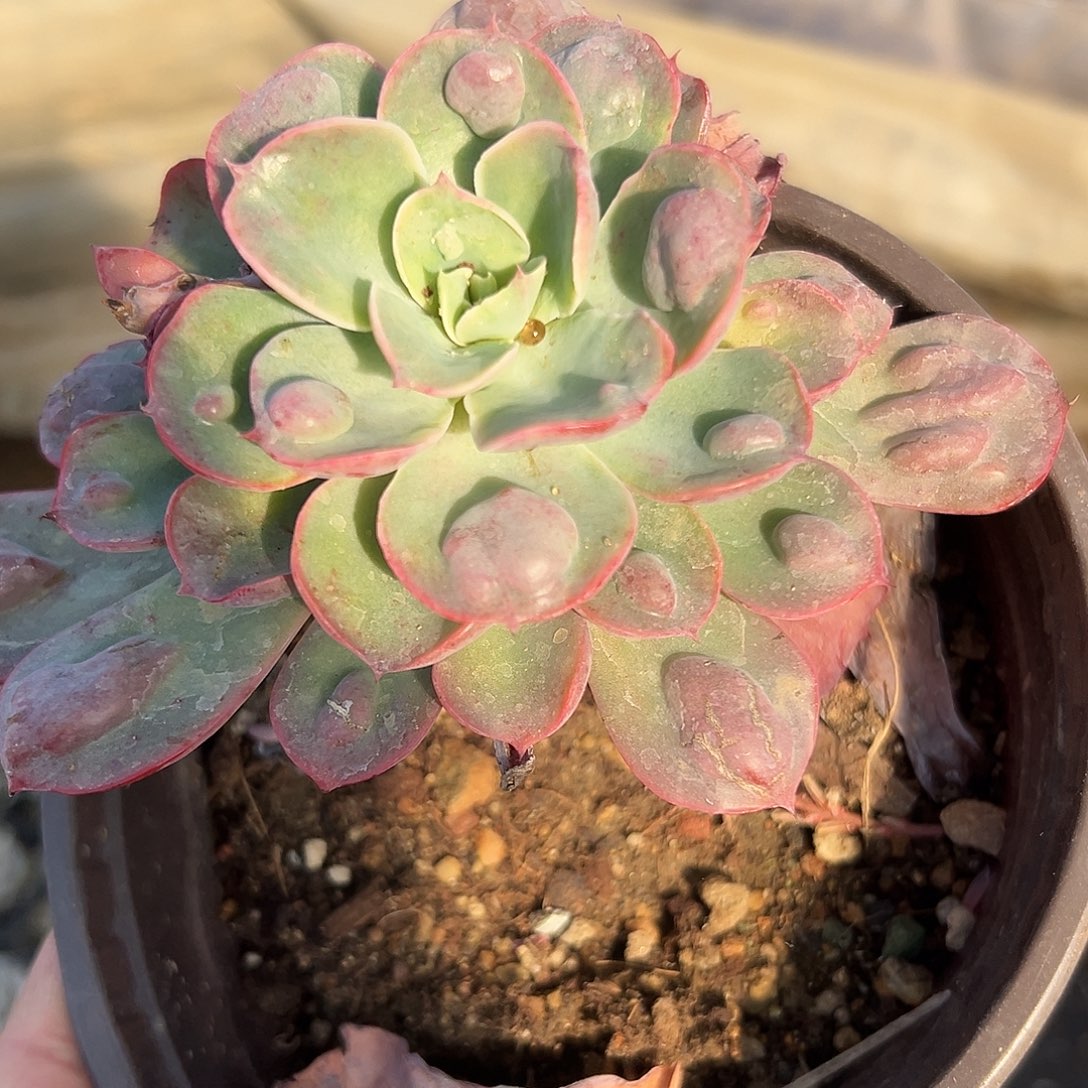 多肉植物雨滴单头