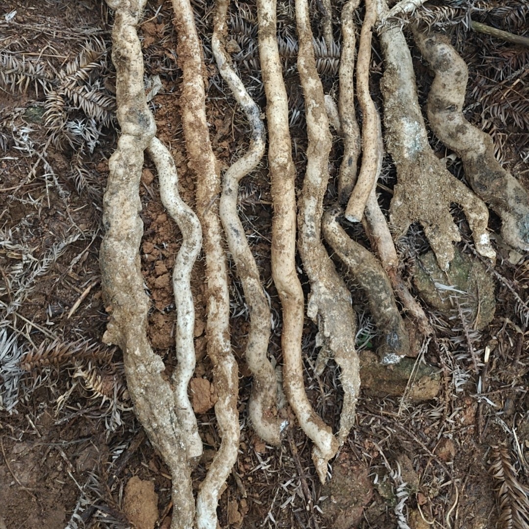 粤北连山野生新鲜山药，淮山薯煲汤养胃