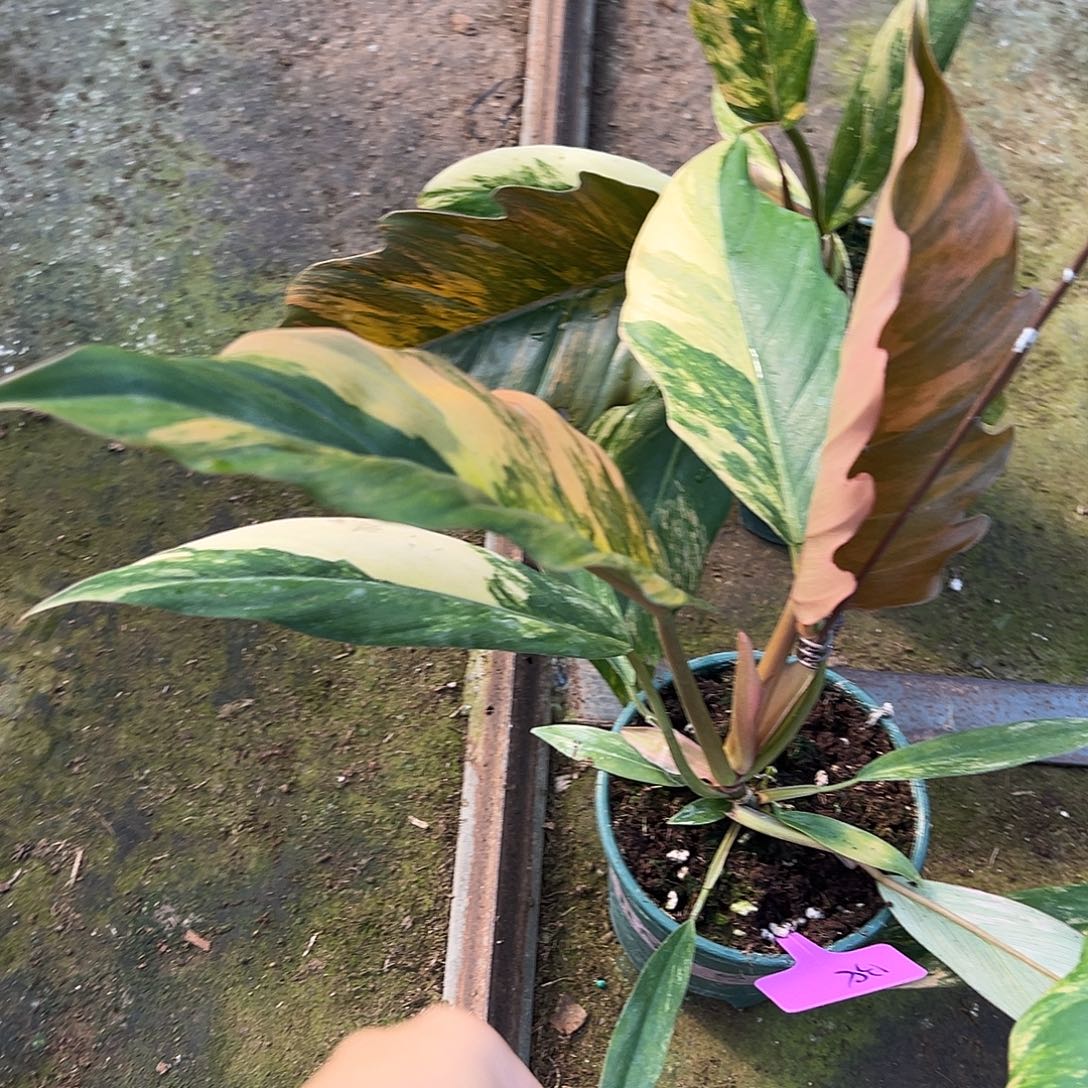 完全开放大理石随机发货不售后