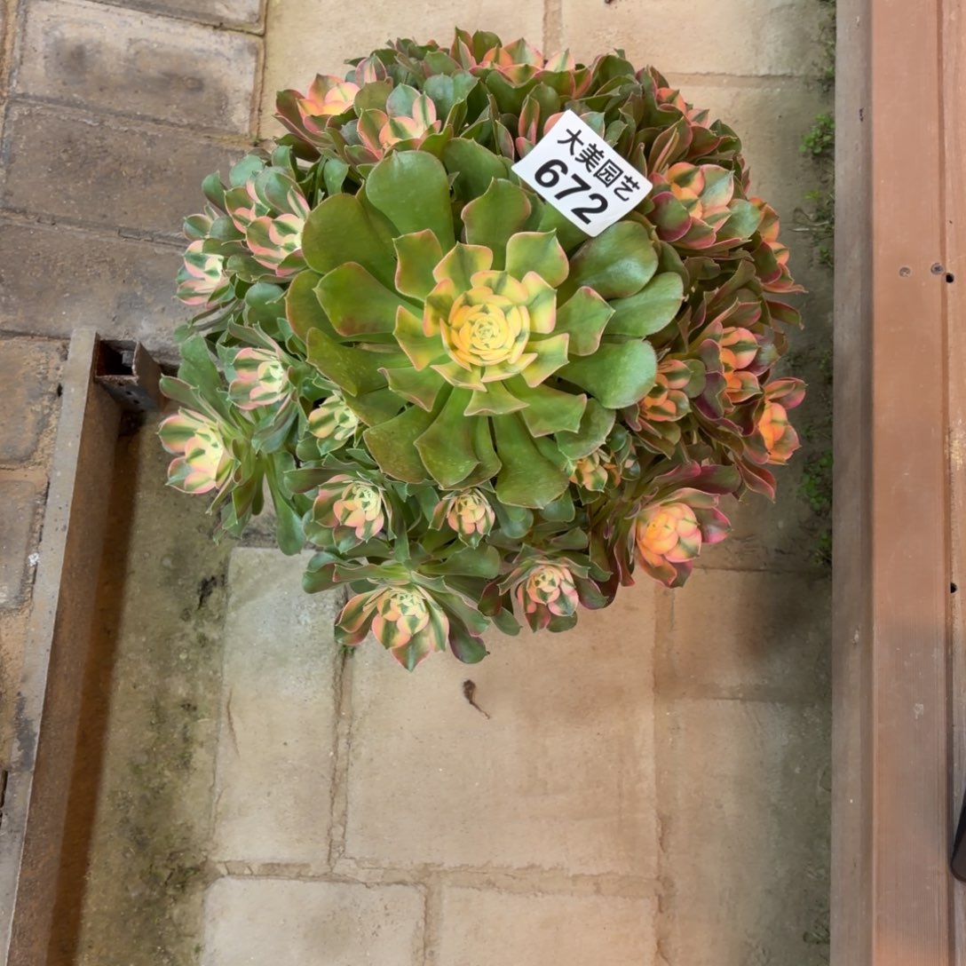 王***师香妃福利672肉肉肉肉