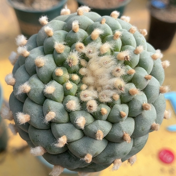 仙人球小尤佛头239