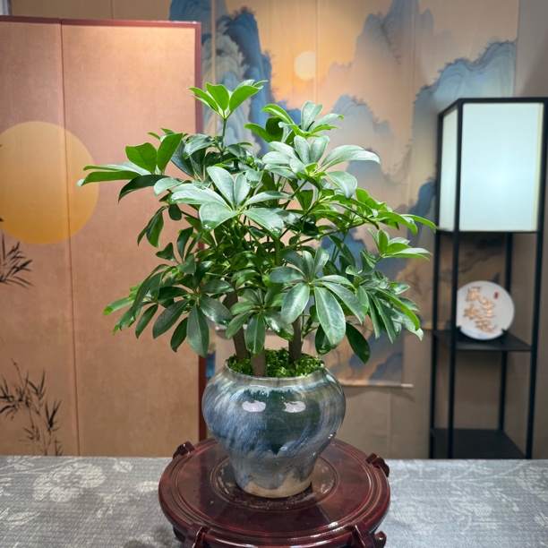 鸭脚木鹅掌财盆栽室内绿植净化空气四季常青八方来财