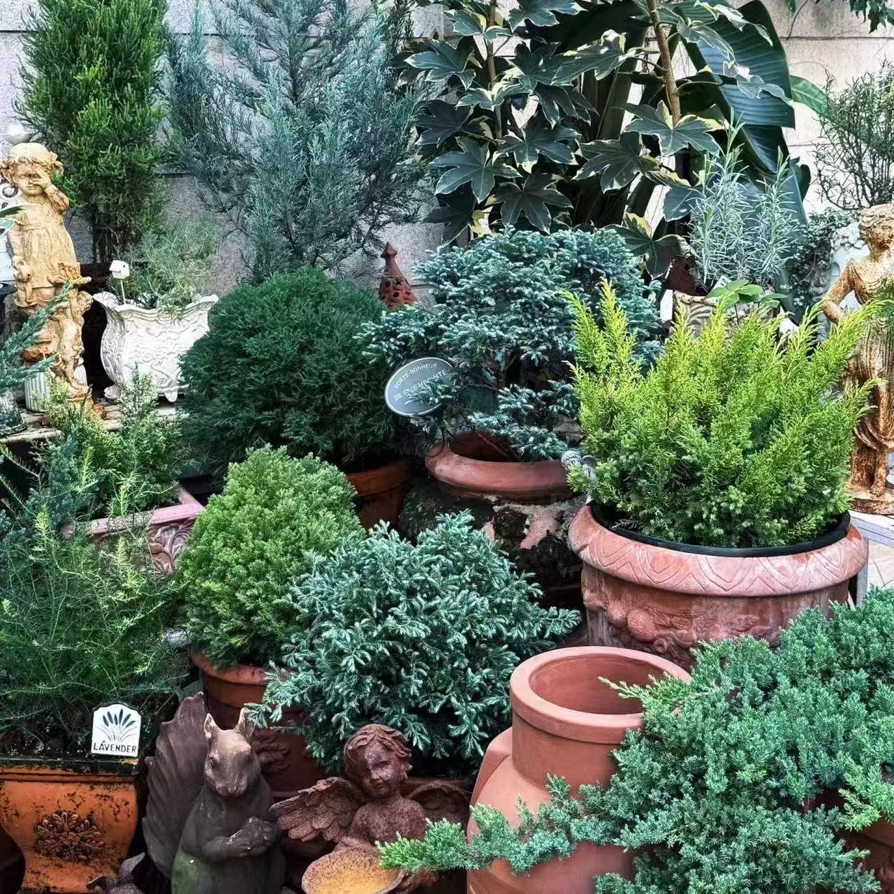 常绿针叶树 金羽毛火云刺柏 母脉 新西兰小刺柏 洒银柏 耸立圆柏