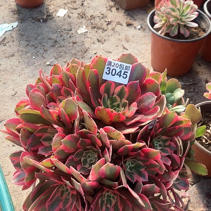 3045 一颗妖月法师