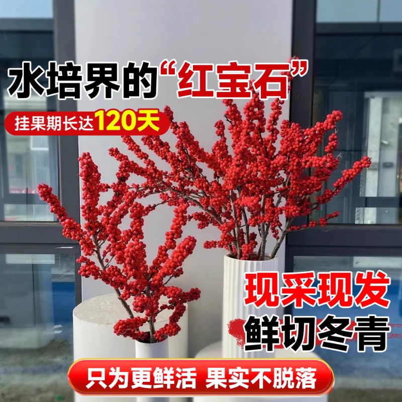 【100cm-110cm状元红落地款】年宵花鲜切水培真花欢喜迎新年 花