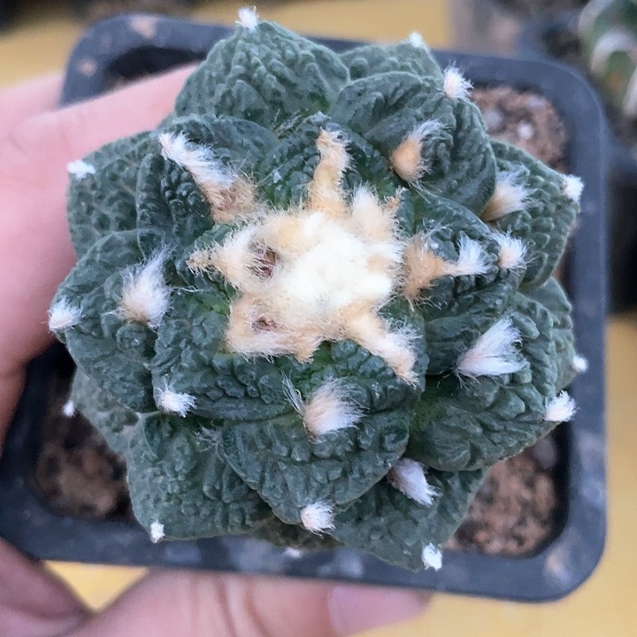 仙人球苗接哥怒6公分110