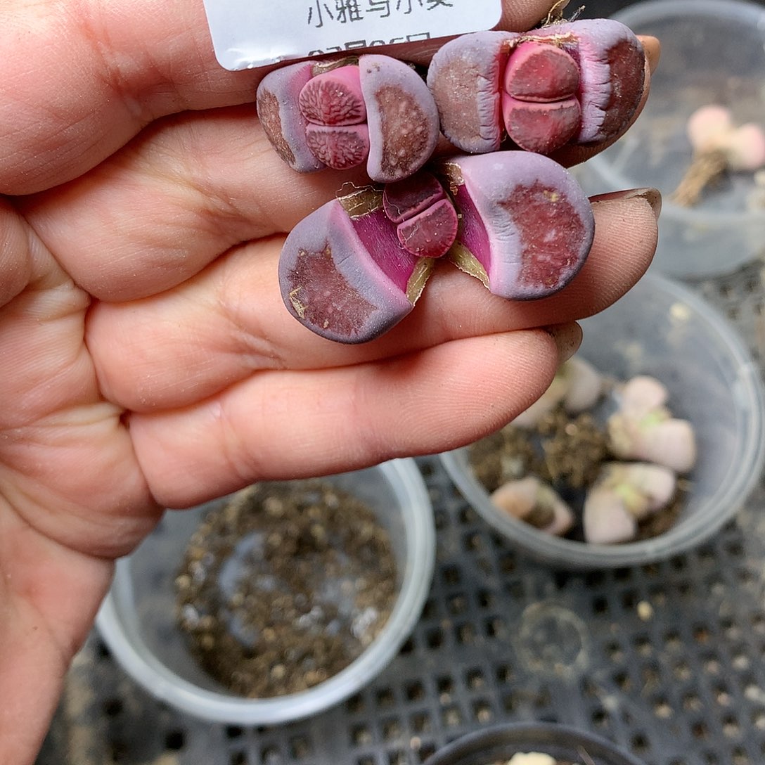 B199多肉植物保护研究所