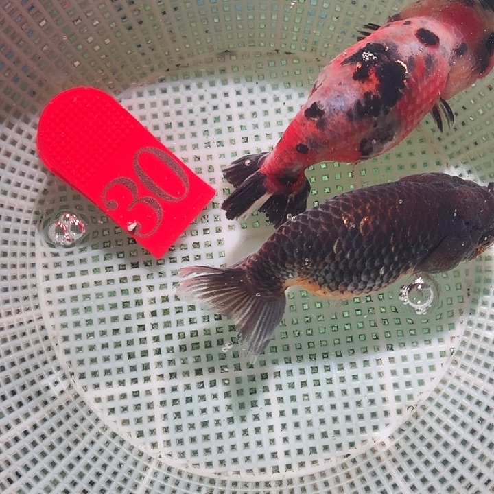 金鱼30号尺寸8-10区间