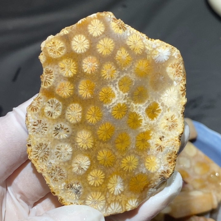 【闪购商品】未镶嵌珊瑚玉硅化玉