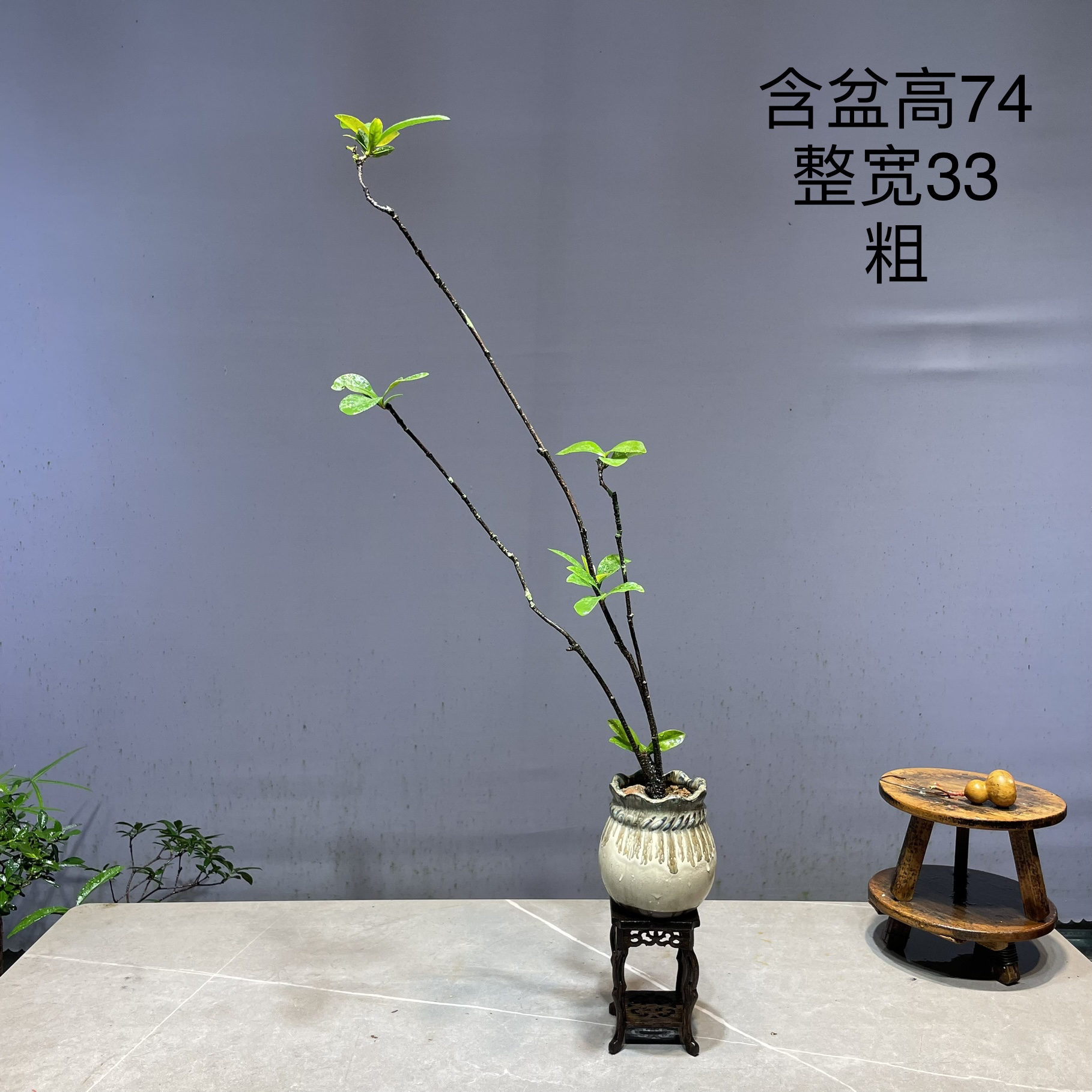 海岛龙船花熟桩盆景找客服放漏3