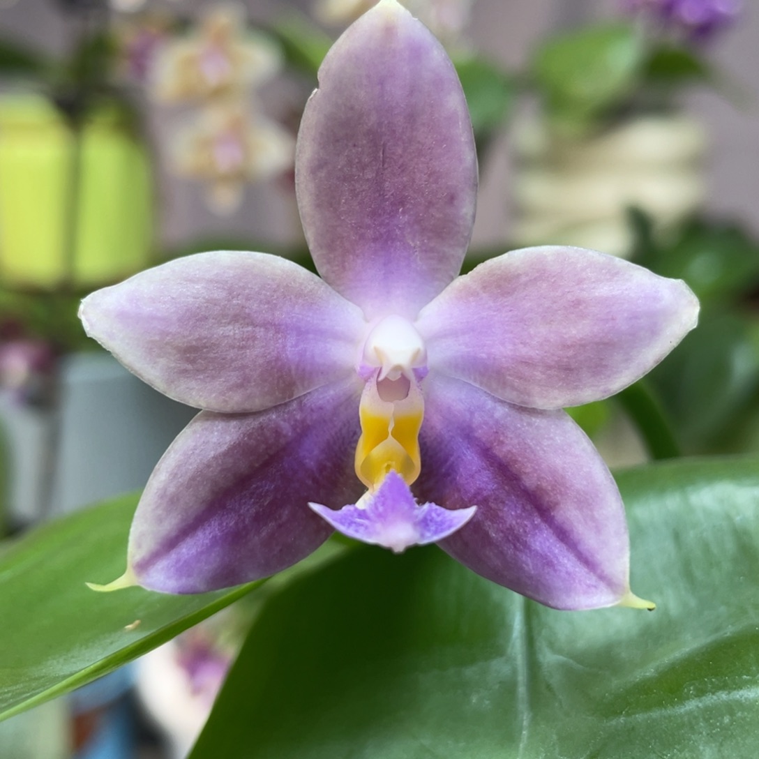 完全开放2.5荧光交珍妮佛，浓香