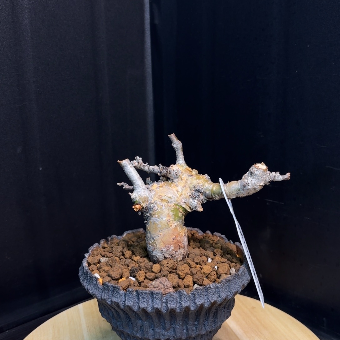 索马里羽叶没药。