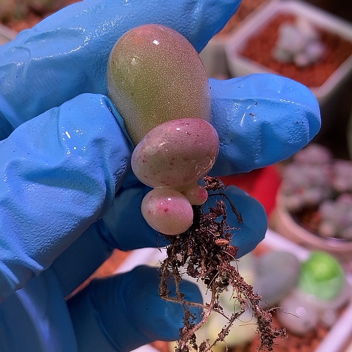 米可奶酪锦多肉植物