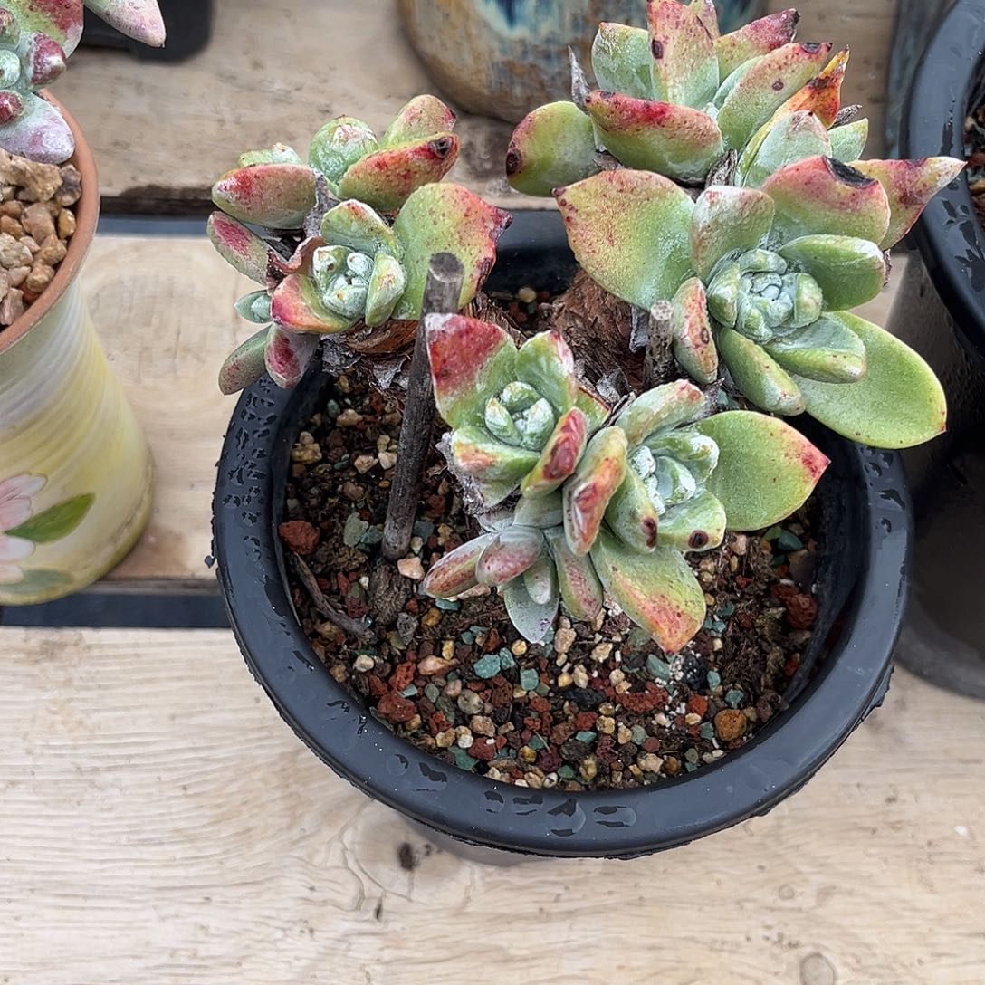 小鹿多肉一物一拍