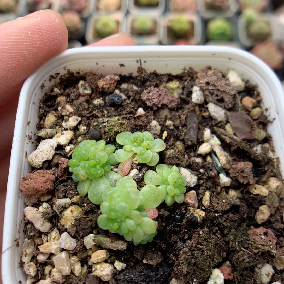 C72定繁葡萄叶麦杆Q88不整