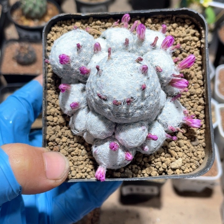 267实生大型姬春心多头