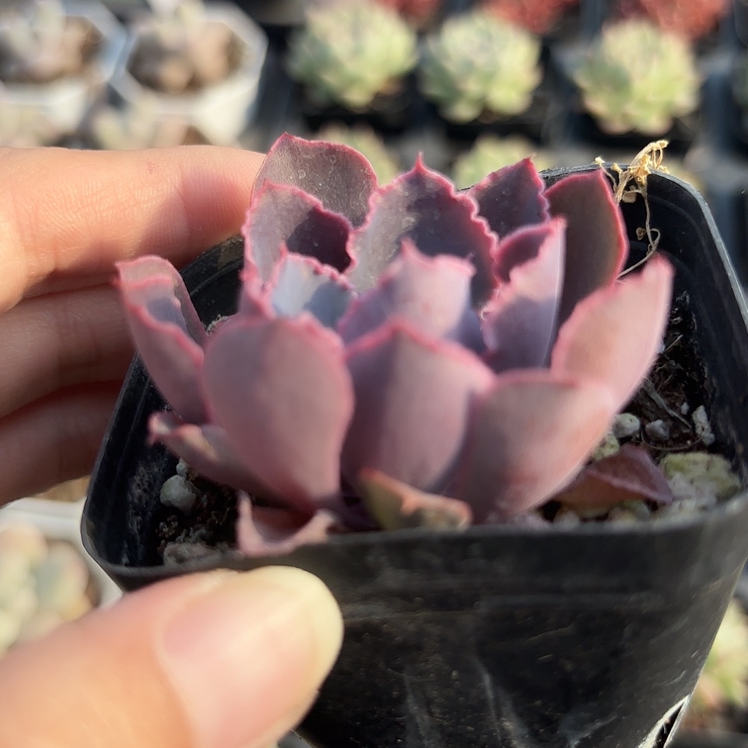 精品晚霞之舞多肉植物