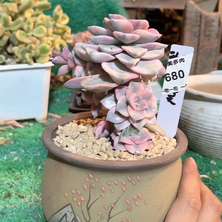 红陶°****?紫乐锦多肉植物一颗