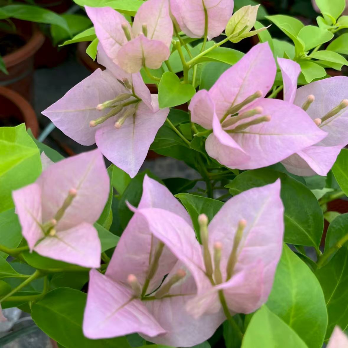 三角梅---粉天使