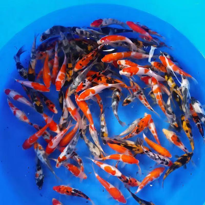 【中号】冷链包邮血统锦鲤15条冷水鱼好养耐活今年新鱼6-9厘米