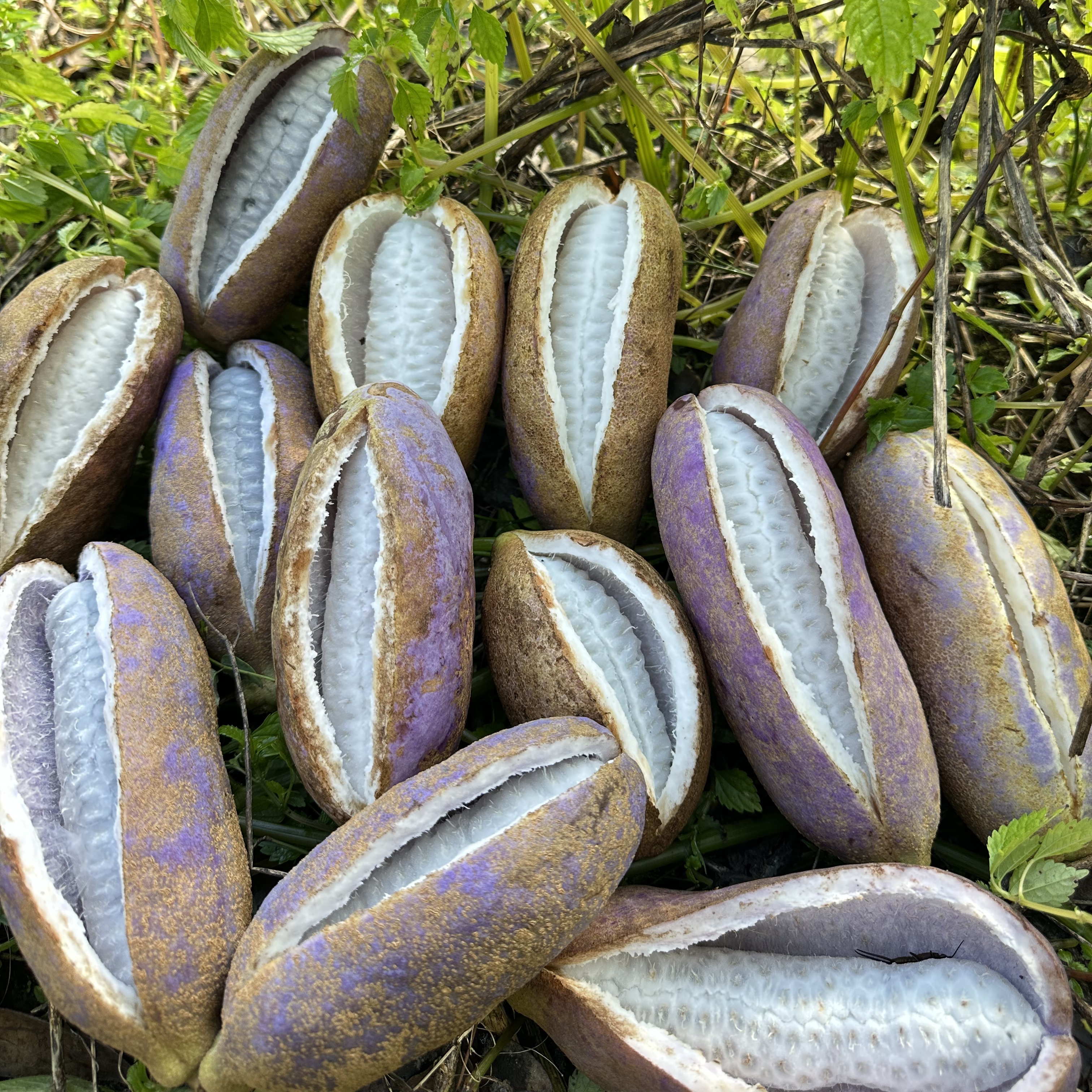 贵州八月瓜 八月炸应季稀有水果软糯香甜现摘现发